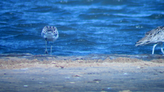 Numenius arquata orientalis