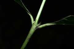 Palicourea gracilenta