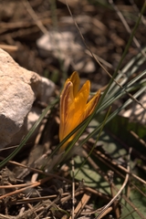 Crocus angustifolius