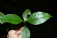 Palicourea gracilenta