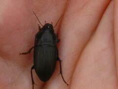 Anisodactylus rusticus