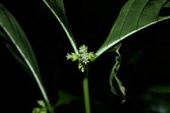 Palicourea gracilenta