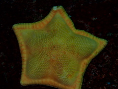 Ceramaster patagonicus
