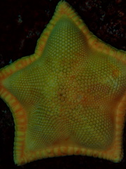 Ceramaster patagonicus