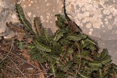 Asplenium ceterach image