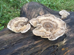 Trametes versicolor