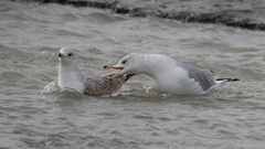 Larus brachyrhynchus
