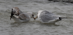Larus brachyrhynchus