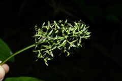 Palicourea violacea
