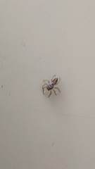 Macaroeris nidicolens