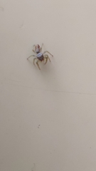 Macaroeris nidicolens