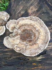 Trametes versicolor