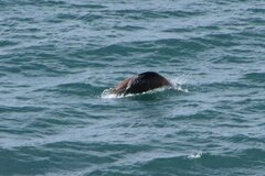 Zalophus californianus