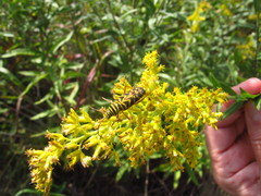 Megacyllene robiniae