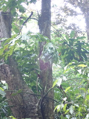 Anthurium clavigerum