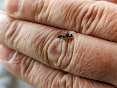 Thanasimus undatulus