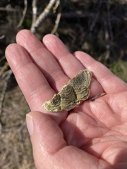 Trametes villosa