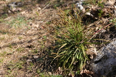 Carex digitata