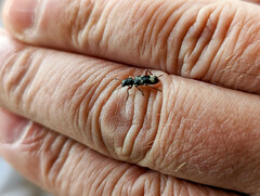 Thanasimus undatulus