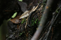 Asiomorpha coarctata
