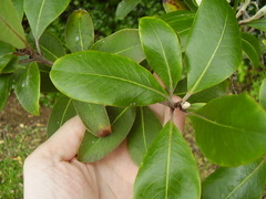 Pittosporum huttonianum