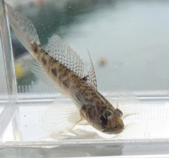 Oxyurichthys cornutus