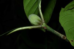 Psychotria pedunculosa