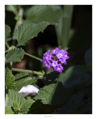 Lantana megapotamica