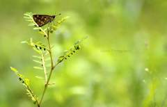 Taractrocera ceramas