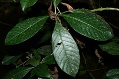 Psychotria pedunculosa