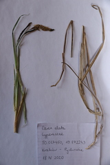 Carex elata