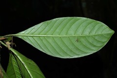 Psychotria pedunculosa