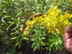 Megacyllene robiniae