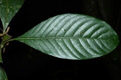 Psychotria pedunculosa