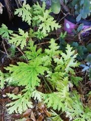 Selaginella pallescens