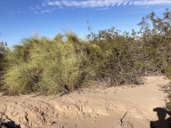 Ephedra trifurca