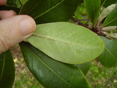 Pittosporum huttonianum