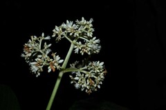 Psychotria pedunculosa