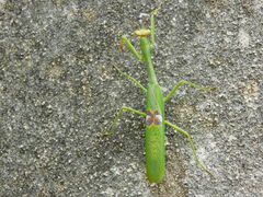 Stagmatoptera hyaloptera