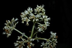 Psychotria pedunculosa