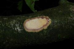 Psychotria pedunculosa