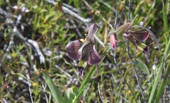 Gladiolus ceresianus
