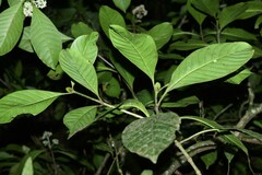 Psychotria pedunculosa