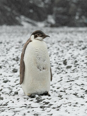 Aptenodytes forsteri
