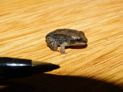 Leptodactylus mystacinus