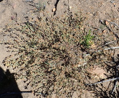 Hermannia stipulacea