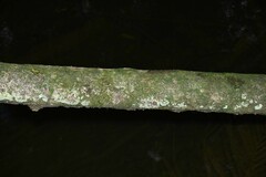 Psychotria pedunculosa