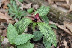 Trillium recurvatum