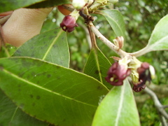 Pittosporum huttonianum