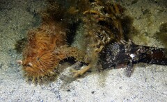 Antennarius striatus